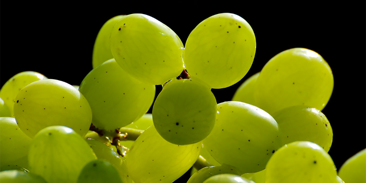 Gruppo di contatto uva: prevista una campagna con buona qualità